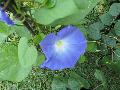 Heavenly Blue Morning Glory / Ipomoea purpurea 